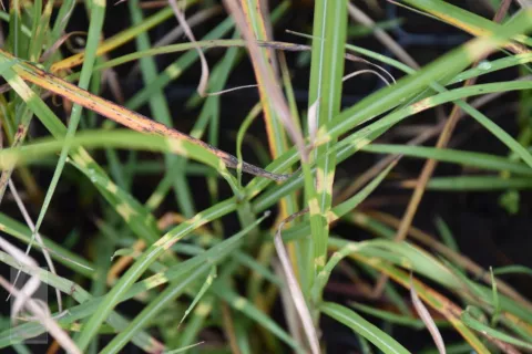 Miscanthus sin. 'Punktchen'