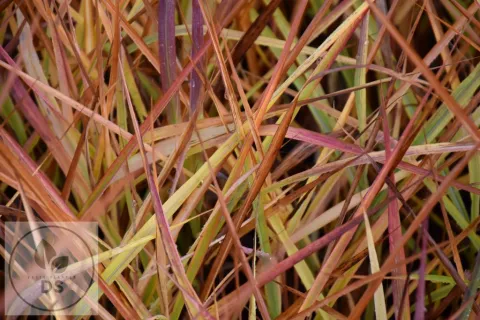 Miscanthus hybr. 'Purperascens'