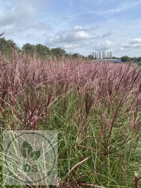 Miscanthus sin. 'Red Chief'