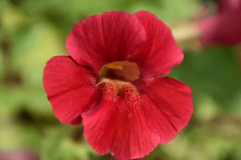 Mimulus cupr. 'Roter Kaiser'