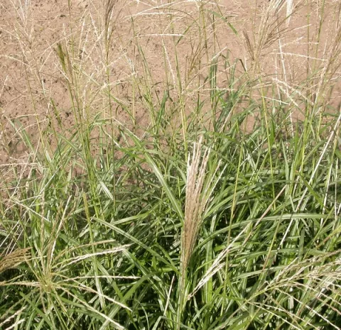 Miscanthus sin. 'Silberfeder'
