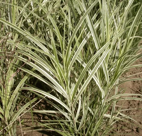 Miscanthus sin. 'Variegatus'