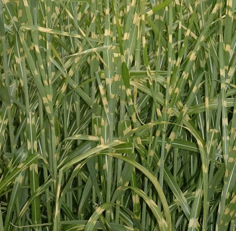 Miscanthus sin. 'Zebrinus'