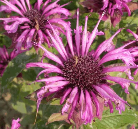 Monarda 'Aquarius'