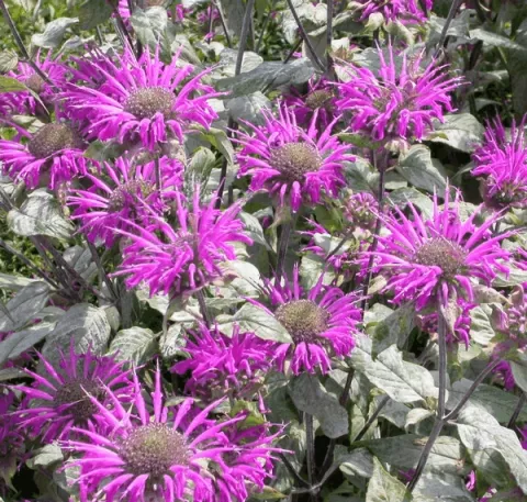 Monarda 'Blaustrumpf'