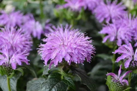 Monarda Sugar Buzz 'Blue Moon'
