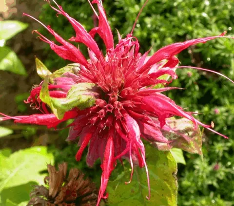 Monarda 'Cambridge Scarlet'