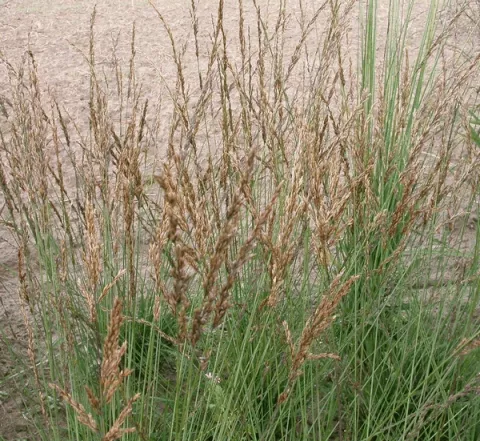 Molinia caer. 'Dauerstrahl'