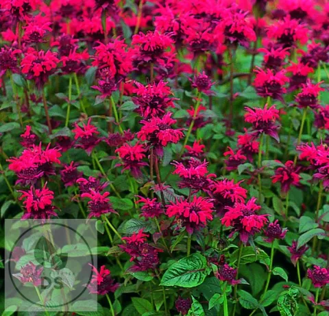 Monarda didyma