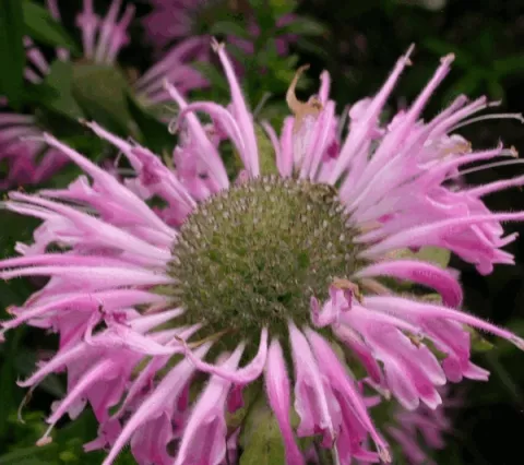 Monarda 'Fishes'