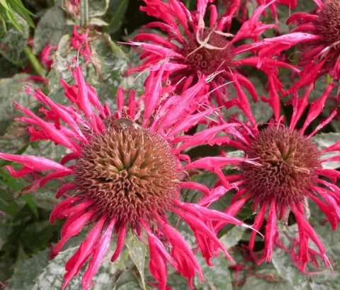 Monarda 'Gardenview Scarlet'