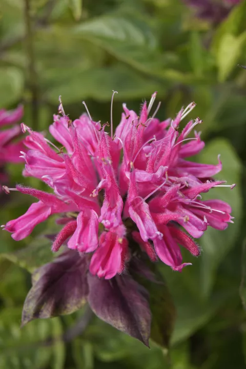 Monarda 'Marshall's Delight'