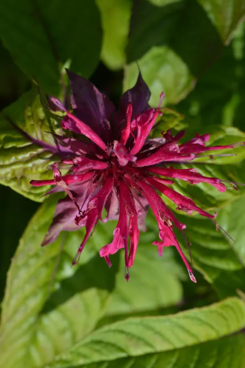Monarda 'Melissa'