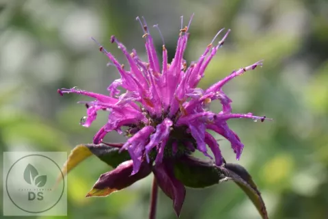Monarda fistulosa sub. menthifolia