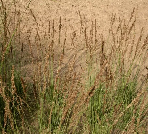 Molinia caer. 'Moorhexe'