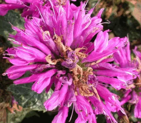 Monarda 'Petite Delight'