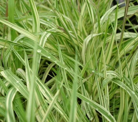 Molinia caer. 'Variegata'