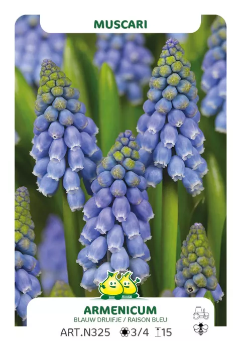 Muscari armeniacum