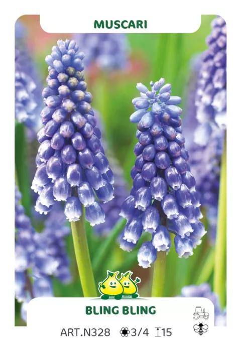 Muscari 'Bling Bling'