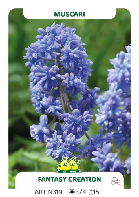 Muscari 'Fantasy Creation'