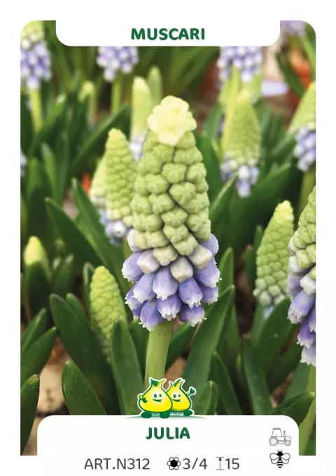 Muscari 'Julia'