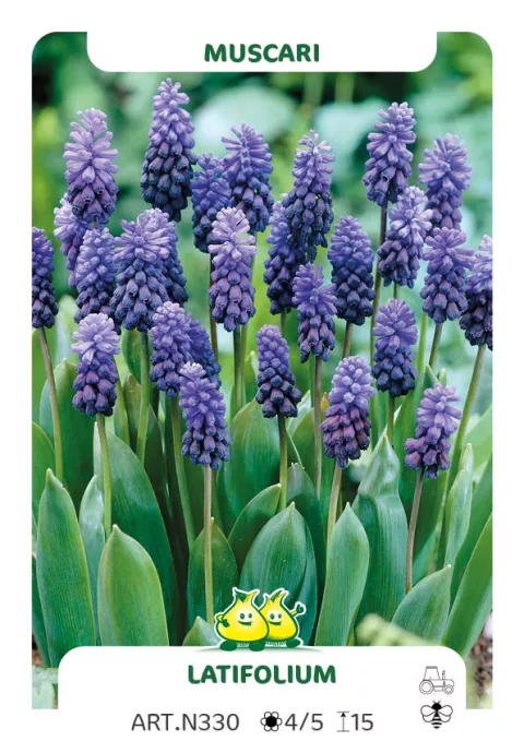 Muscari latifolium