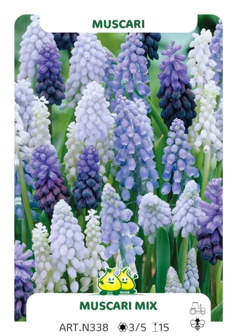 Muscari mix
