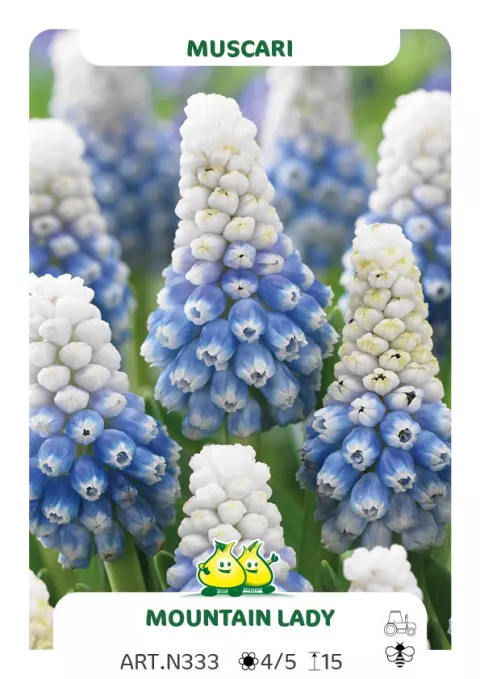 Muscari 'Mountain Lady'