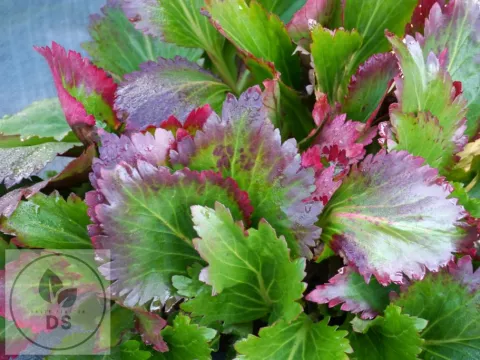 Mukgenia (x) NOVA 'Flame'