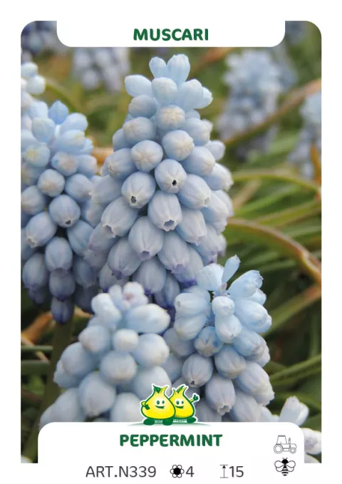 Muscari armen. 'Peppermint'