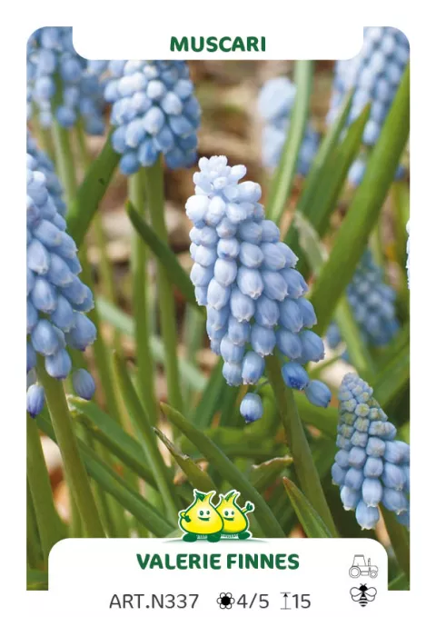 Muscari 'Valerie Finnis'