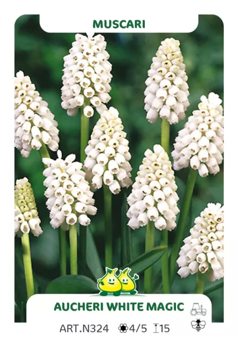 Muscari aucheri 'White Magic'