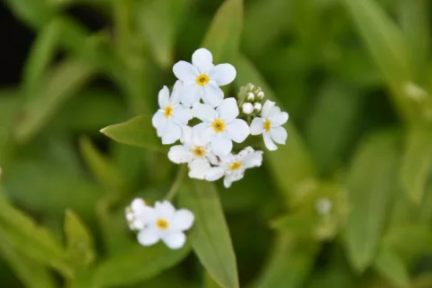 Myosotis palustris 'Ice Pearl' ('Alba')