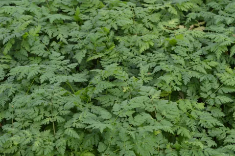 Myrrhis odorata (kervel)