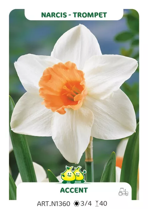 Narcis trompet 'Acent'