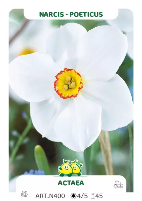 Narcis poeticus 'Actea'