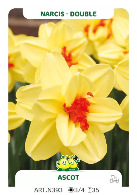 Narcis dubbel/doubles 'Ascot'