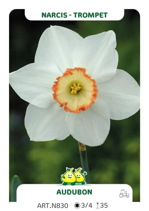 Narcis trompet 'Audubon'