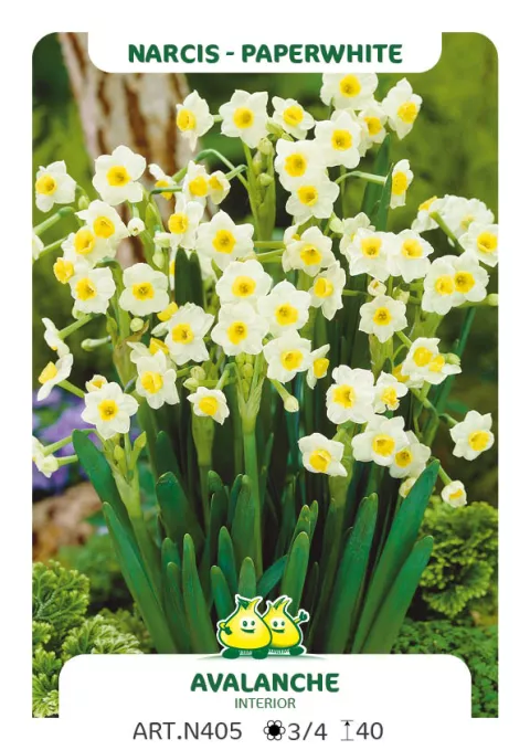 Narcis tazetta 'Avalanche'