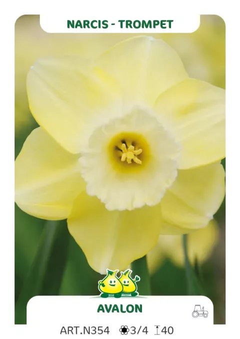 Narcis trompet 'Avalon'