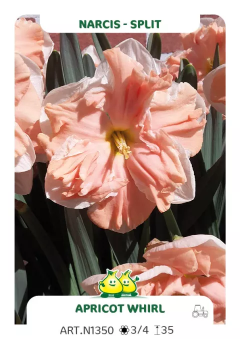 Narcis split 'Apricot Whirl'