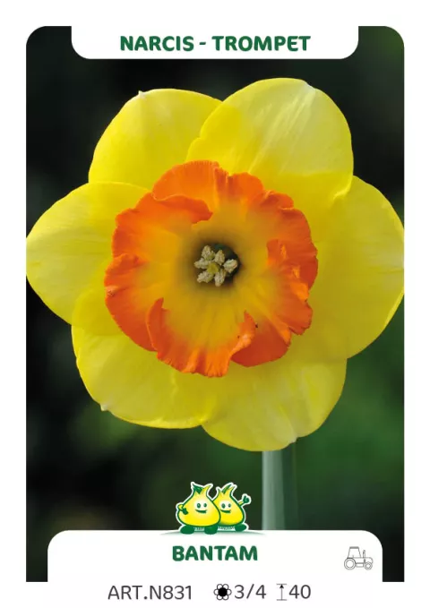 Narcis trompet 'Bantam'