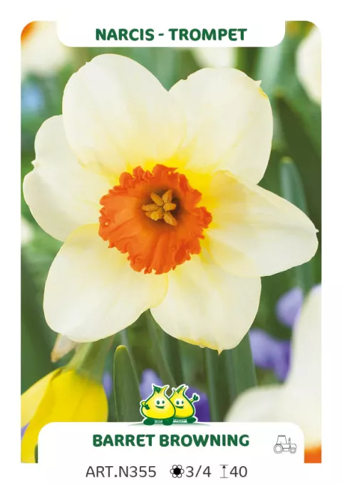 Narcis trompet 'Barret Browning'