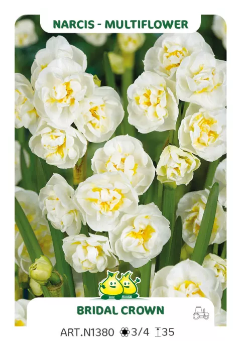 Narcis tros/bouquet 'Bridal Crown'