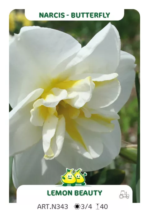 Narcis split 'Bella Estrella'