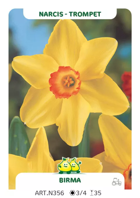 Narcis trompet 'Birma'