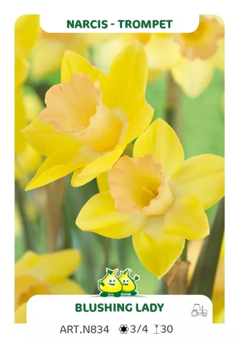 Narcis trompet 'Blushing Lady'