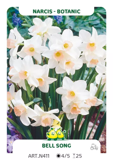 Narcis bot. 'Bell Song'