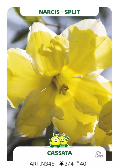 Narcis split 'Cassata'