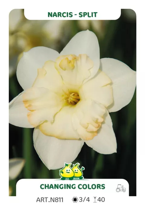 Narcis split 'Changing Colors'